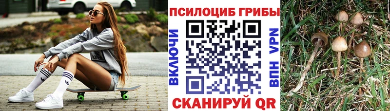 Галлюциногенные грибы Psilocybe  Купить закладки  Котельниково 